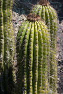 Imagem de Echinopsis schickendantzii F. A. C. Weber