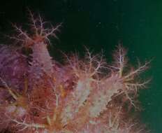 Image of Thorny sea cucumber