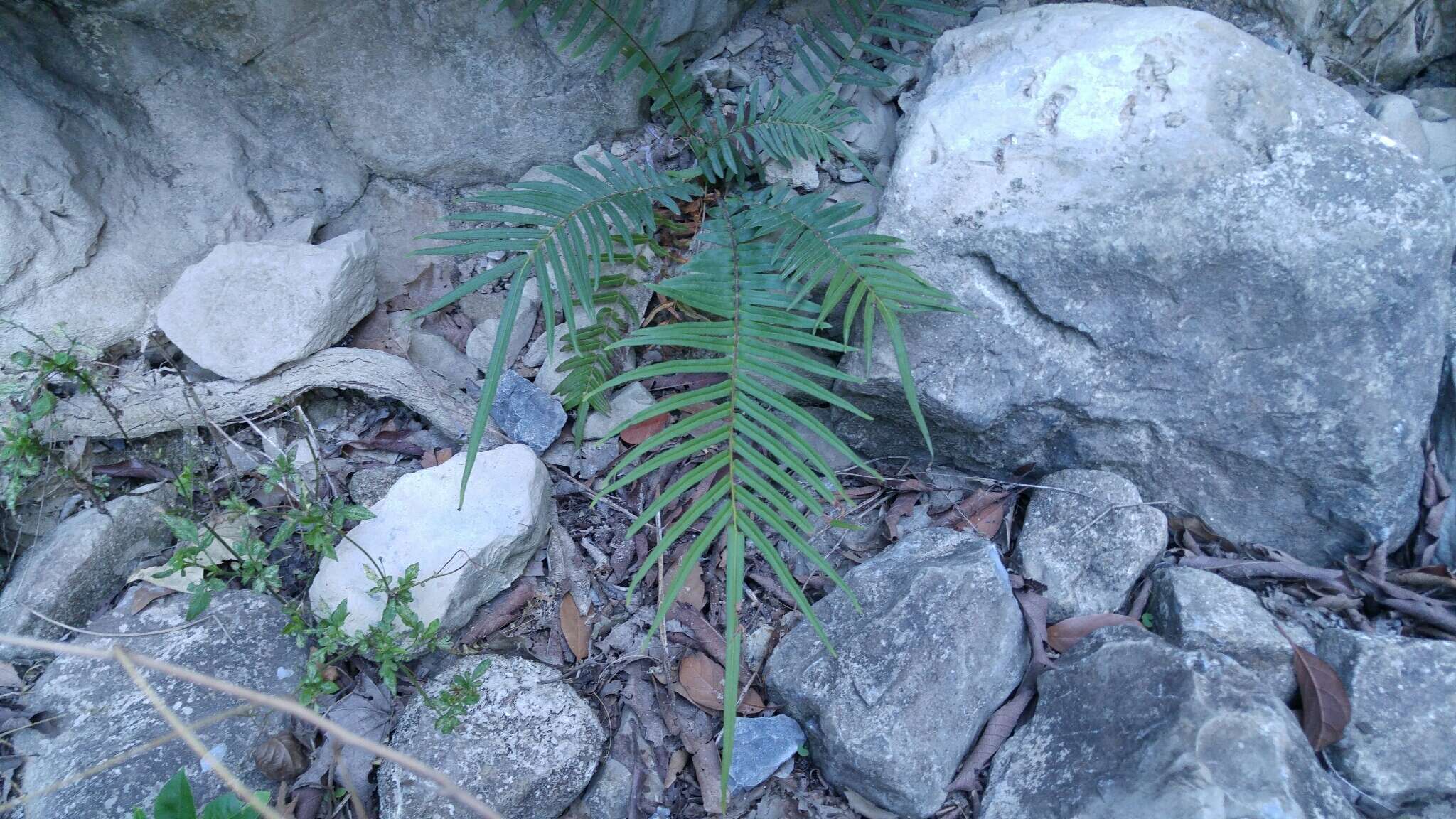 Слика од Pteris vittata L.