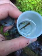 Image of Olympic Torrent Salamander