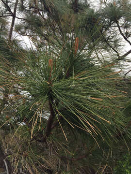 Plancia ëd Pinus radiata D. Don