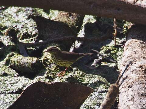 Image of waterthrush