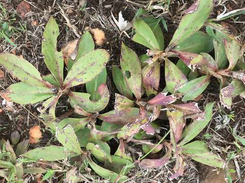 Image of Macledium zeyheri (Sond.) S. Ortiz