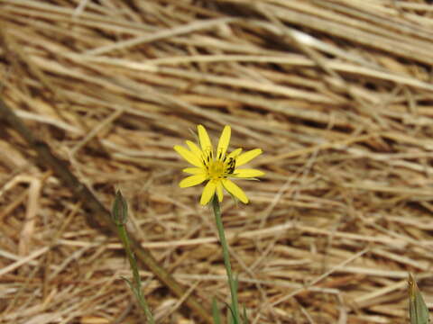 Image de Tragopogon longifolius Heldr. & Sart.