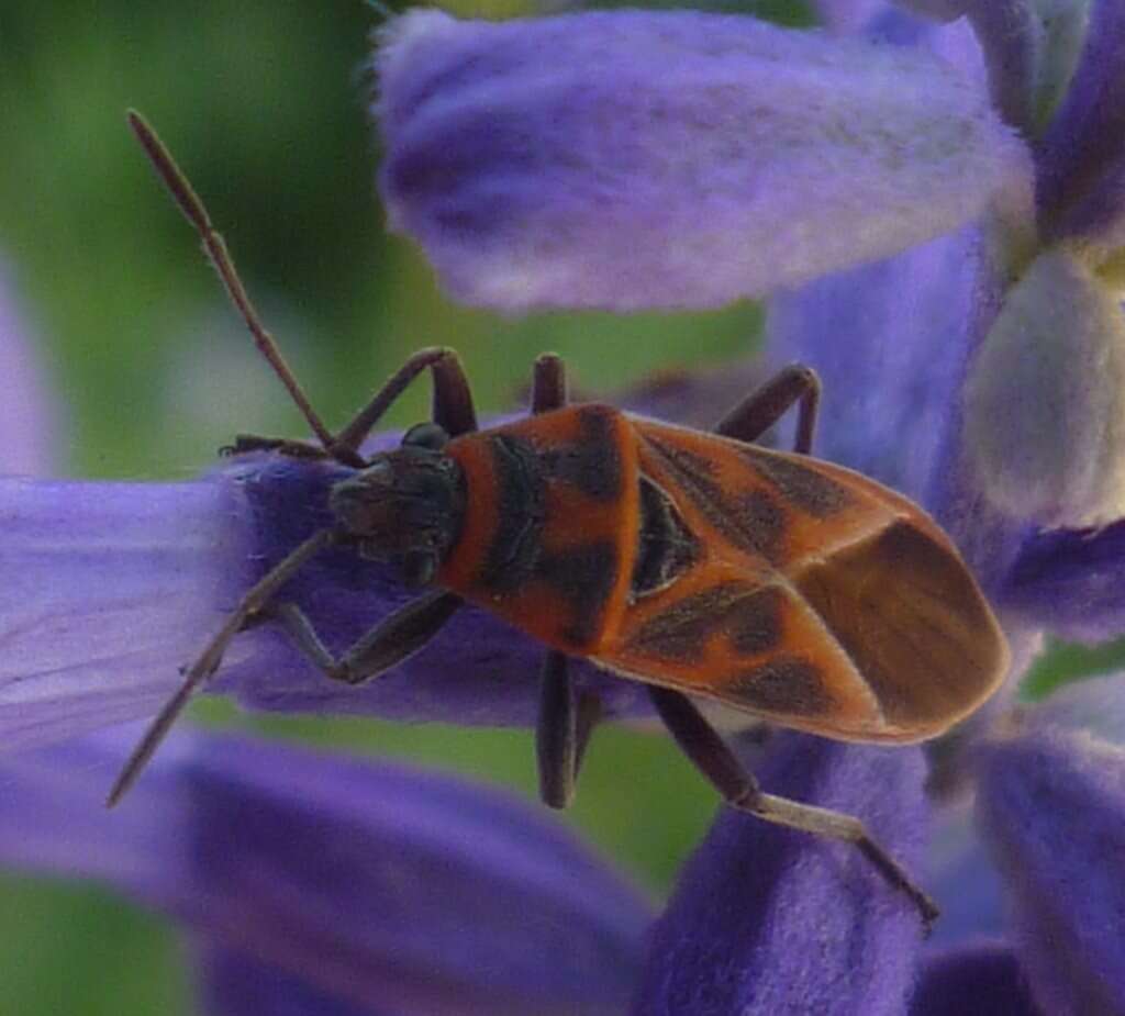 Image of Graptostethus varipictus Slater Alex 1985