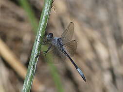 Слика од Zygonyx natalensis (Martin 1900)