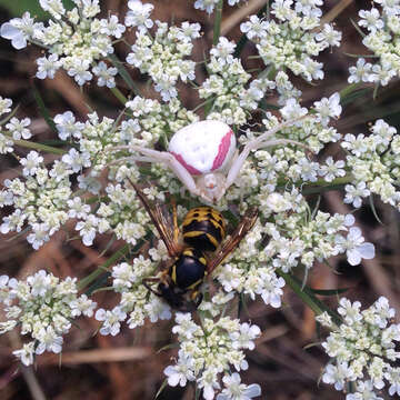 Image of Flower Crab Spiders