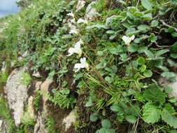 Image of Pinguicula alpina L.