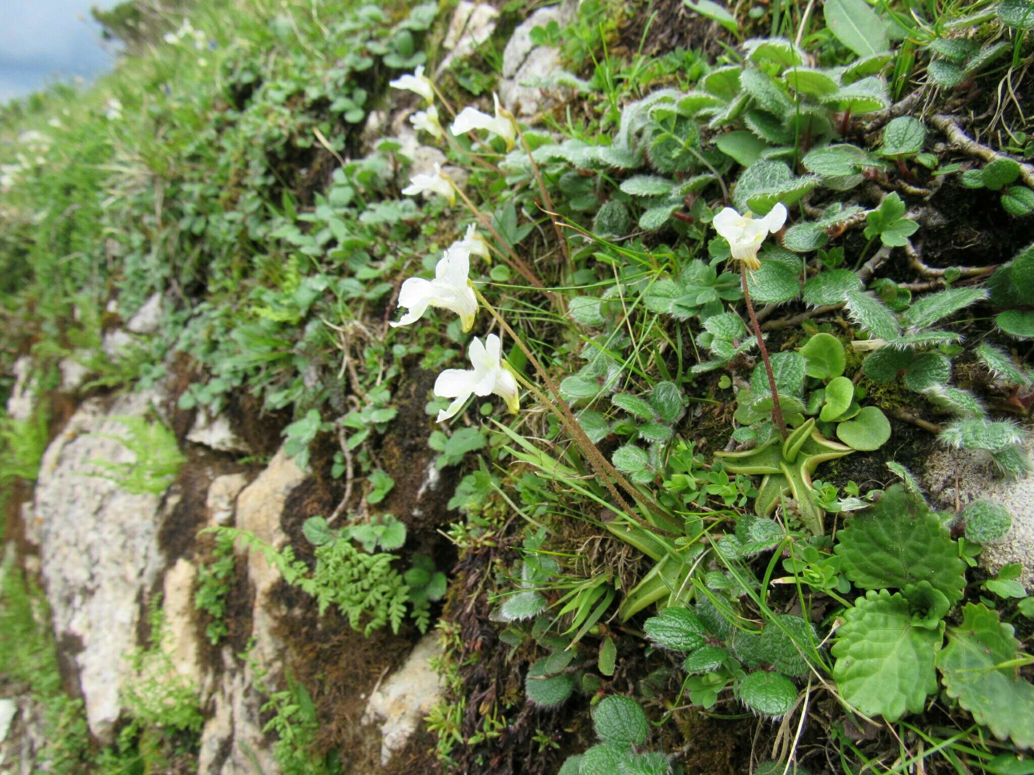 Image of Pinguicula alpina L.