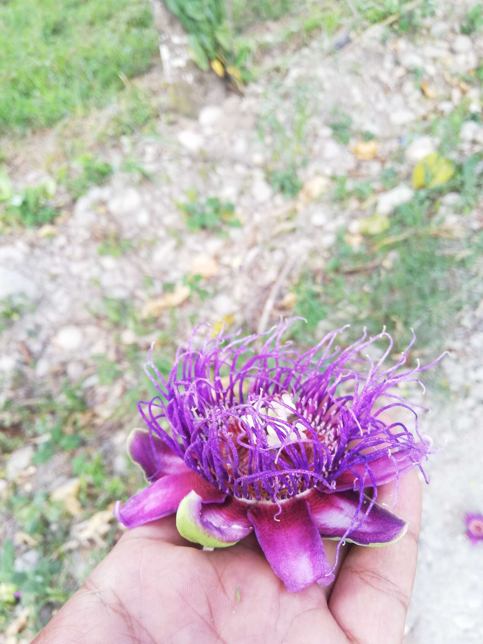 Plancia ëd Passiflora quadrangularis L.