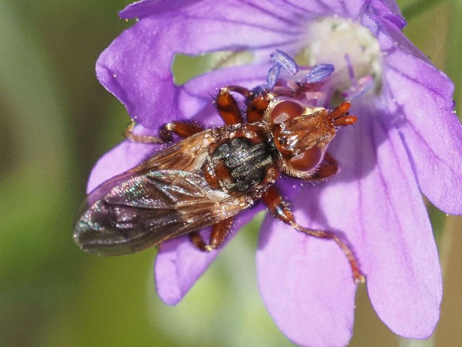 Image of Myopa buccata (Linnaeus 1758)