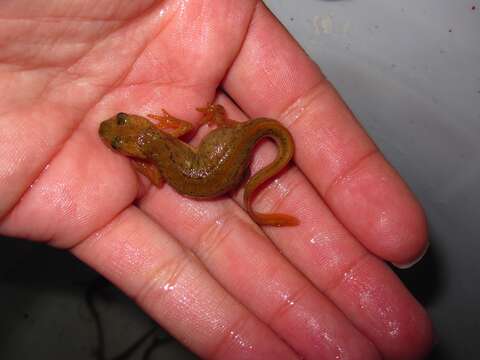 Image of Banded Newt