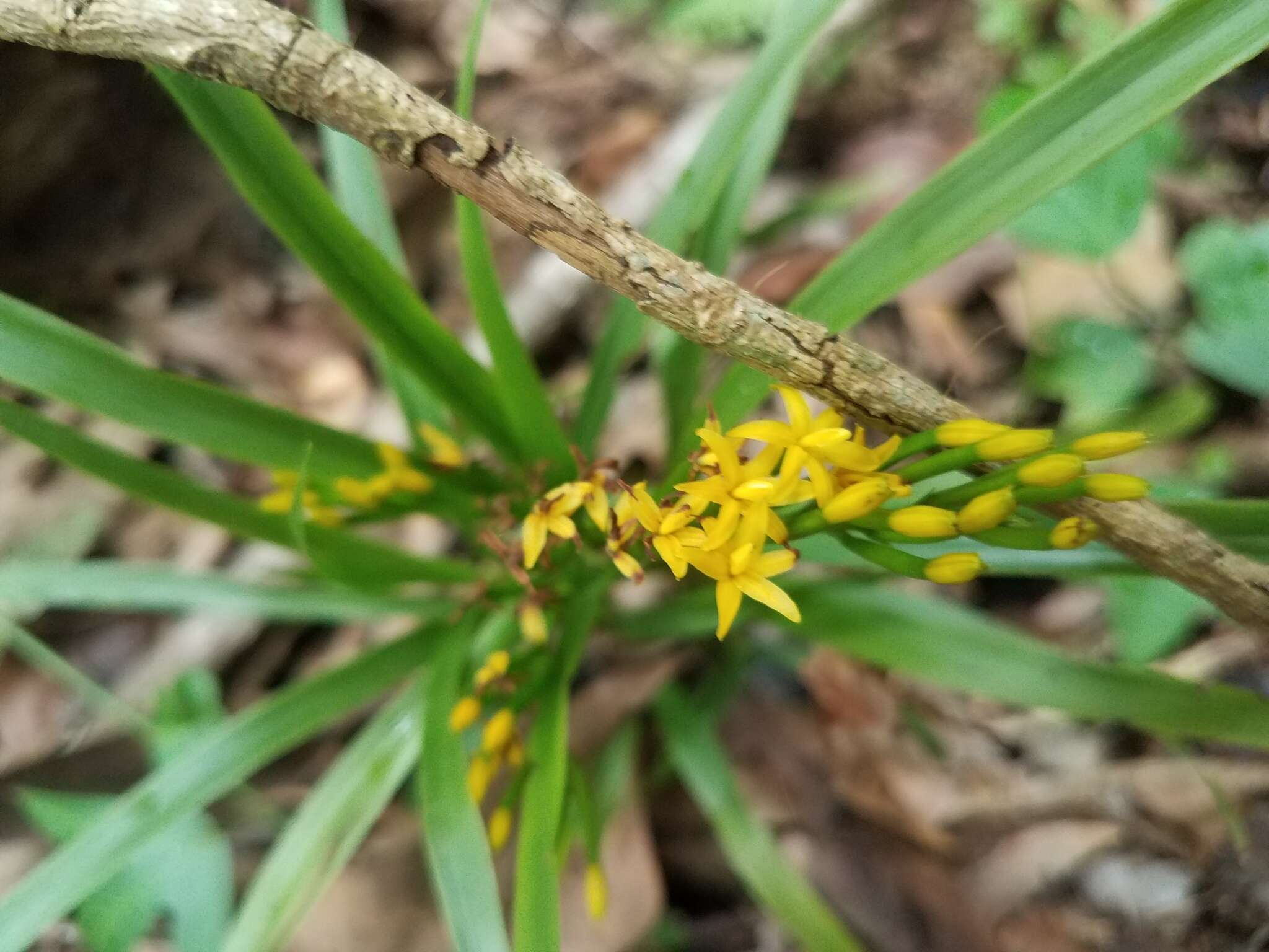 Image of Grass orchids