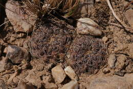 Image of Rebutia krugerae (Cárdenas) Backeb.