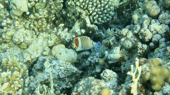 Image of Crown Butterflyfish