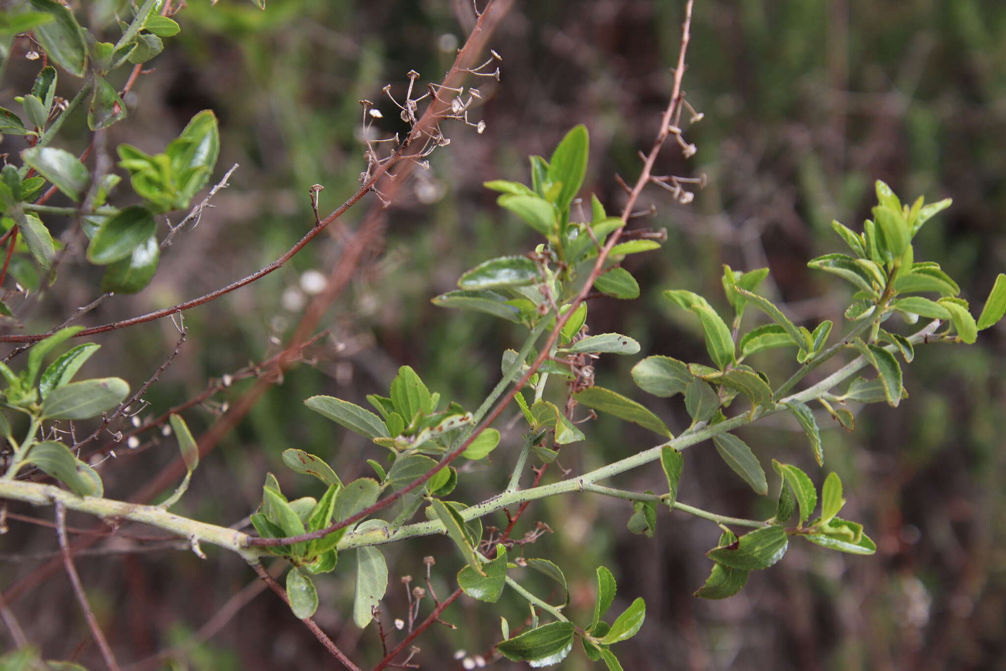 Image of San Diego buckbrush