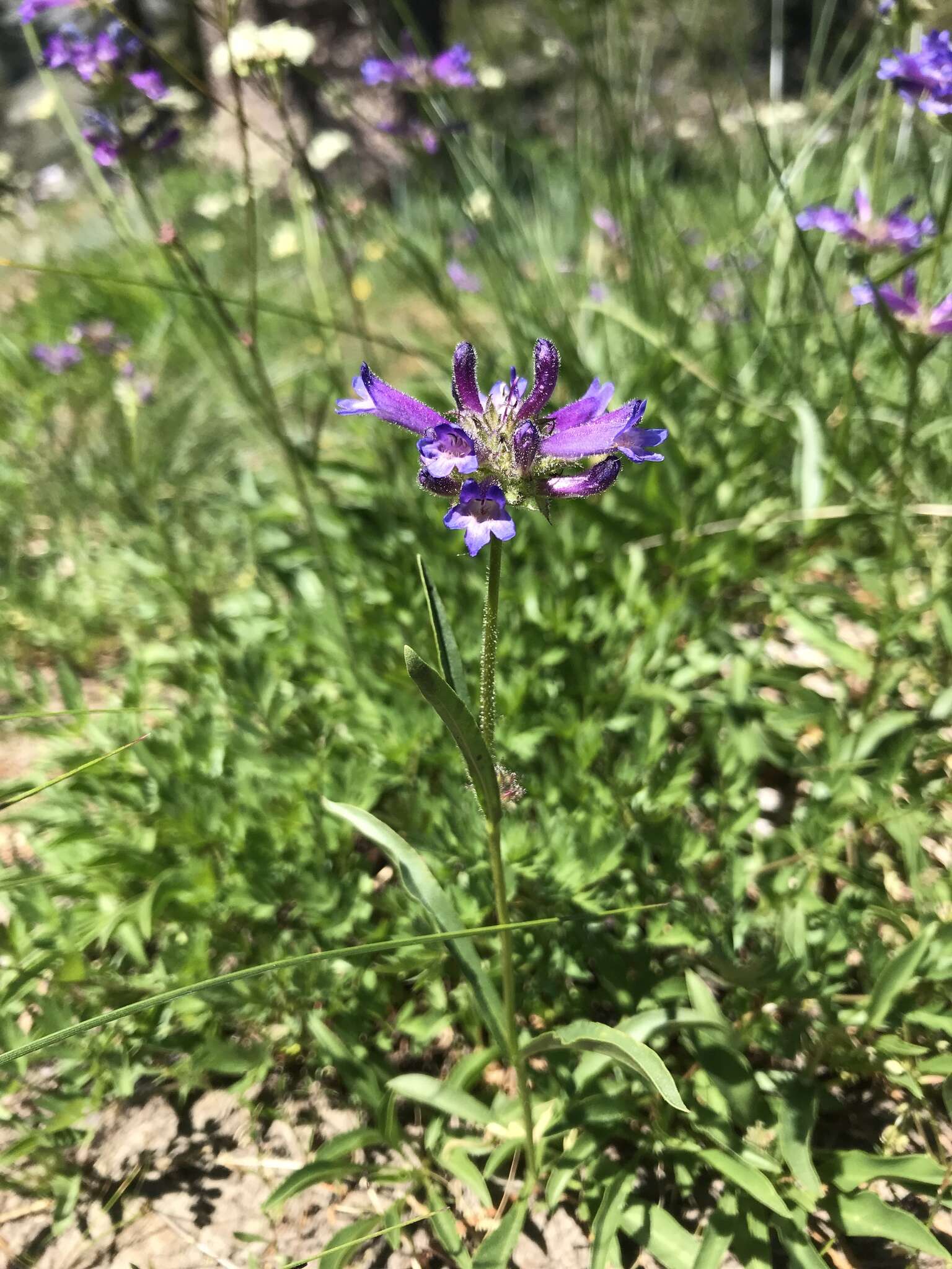 Image of Sierra beardtongue