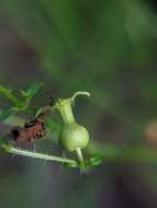 Imagem de Rhexia parviflora Chapm.