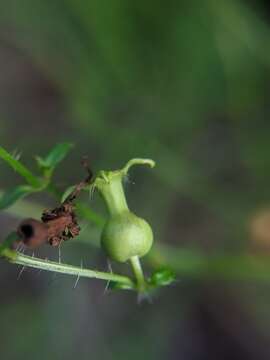 صورة Rhexia parviflora Chapm.