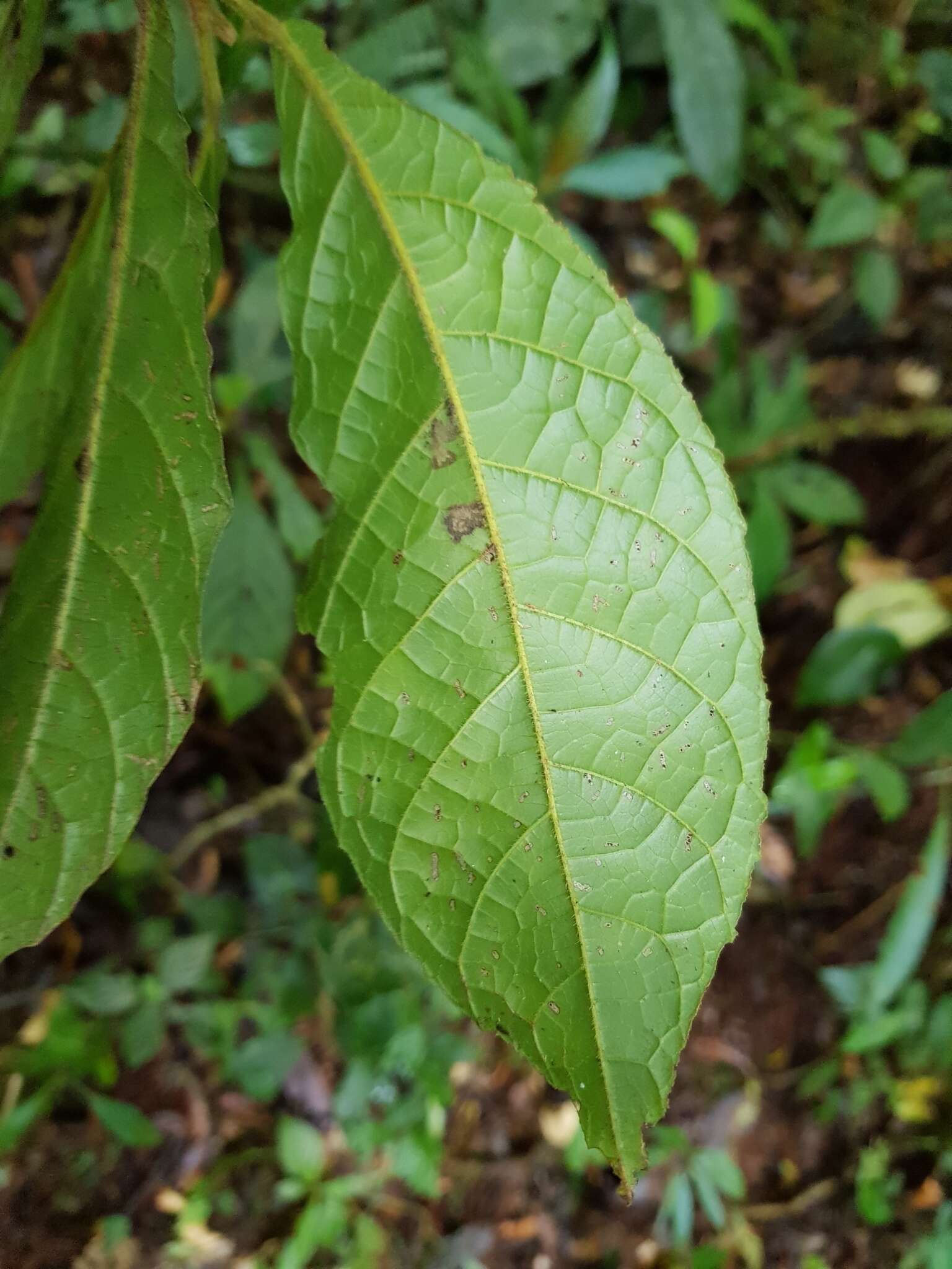 Image of Sloanea brenesii Standl.