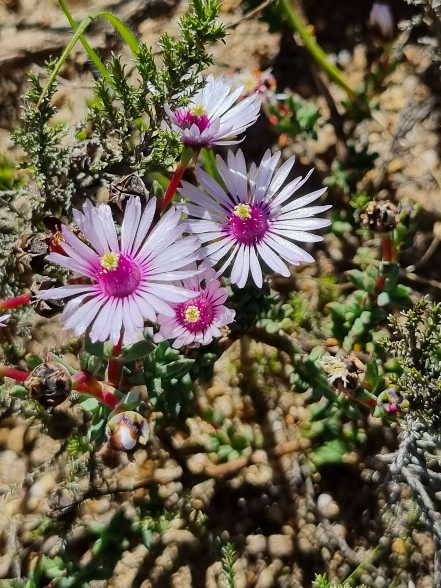 Image of Lampranthus leptaleon (Haw.) N. E. Br.