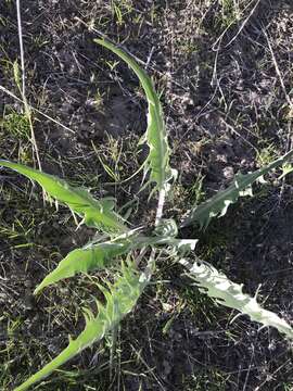 Image of tapertip hawksbeard