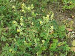 Image of late-flowering yellow rattle