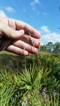 Image of Florida False Beard Grass