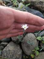 Imagem de Stellaria fischeriana Ser.