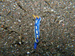 Image de Hypselodoris festiva (A. Adams 1861)