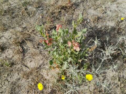 Rumex vesicarius L. resmi