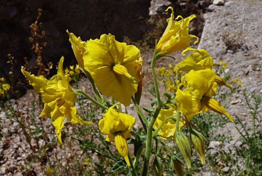 Image of Solanum chilense (Dun.) Reiche