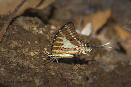 Слика од Graphium nomius (Esper 1798)