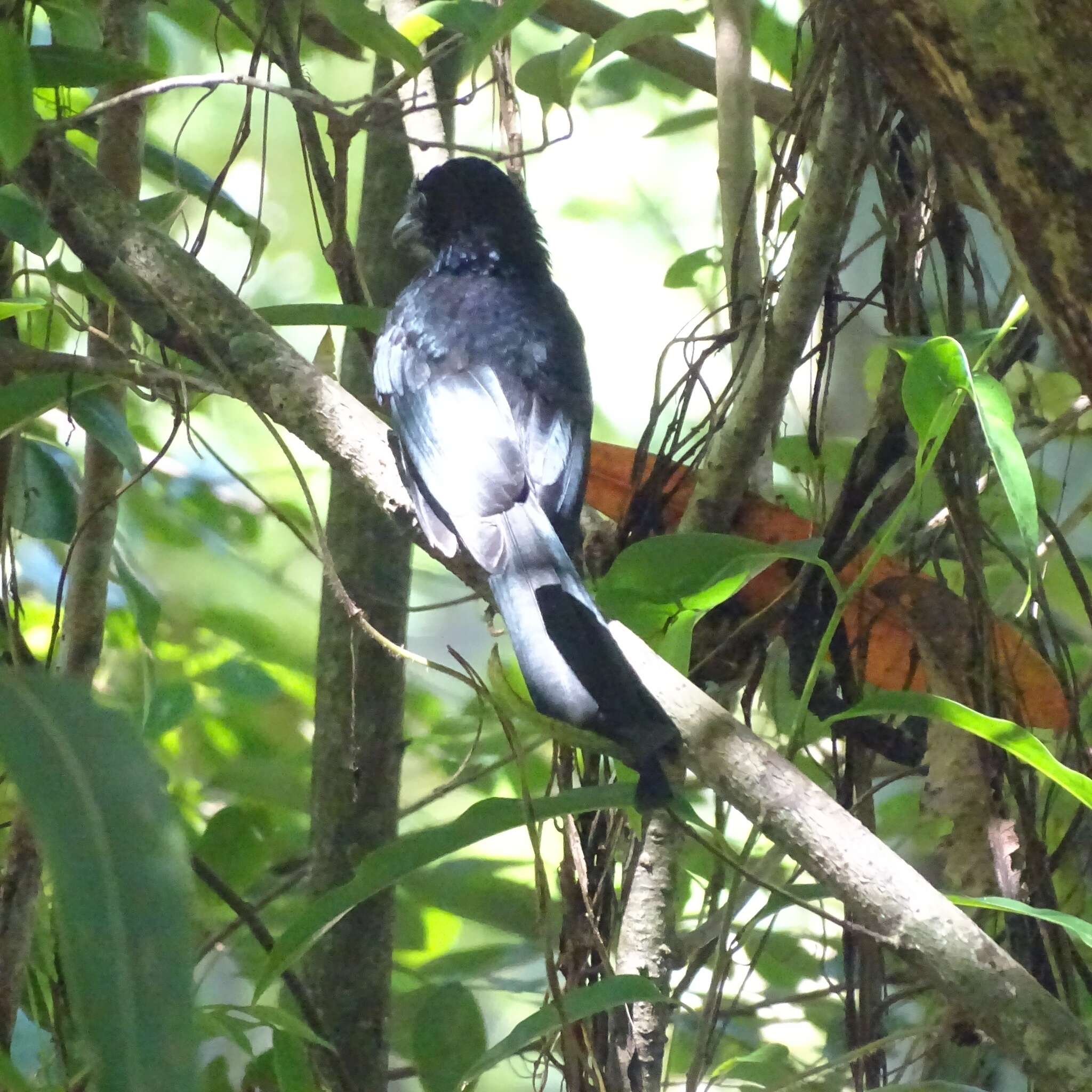 Image de Drongo bronzé