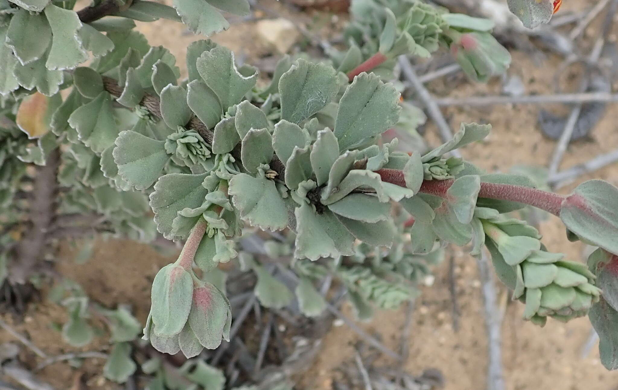 Image of Hermannia trifoliata L.