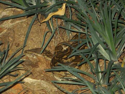 Image of Southern African Python