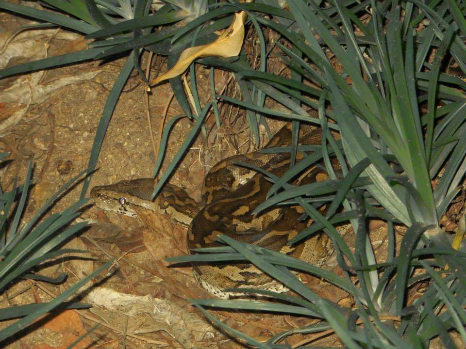 Image of Southern African Python