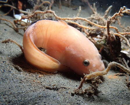 Image of Slimy snailfish