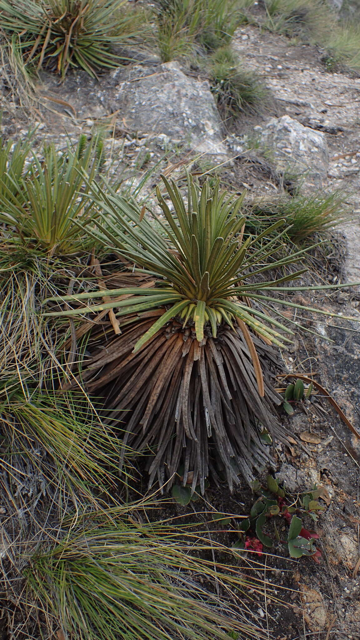 Image of Paramiflos glandulosus (Cuatrec.) Cuatrec.