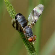 Image of Herina ruficeps Wulp 1867