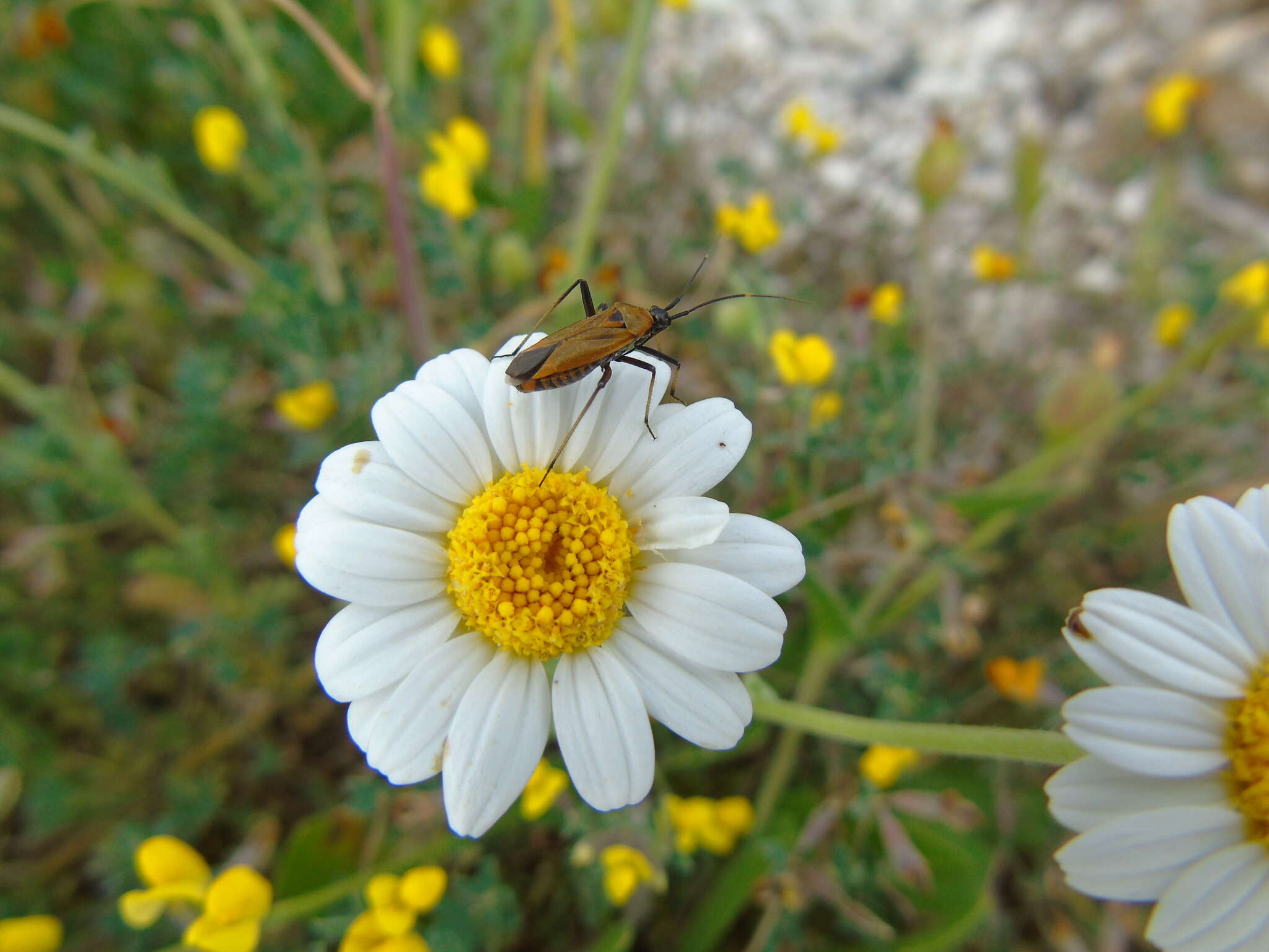 Image of Calocoris nemoralis (Fabricius 1787)