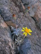 Plancia ëd Senecio albifolius DC.