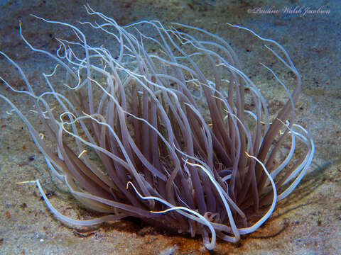 Image of American tube-dwelling anemone