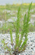 Eupatorium capillifolium (Lam.) Small的圖片