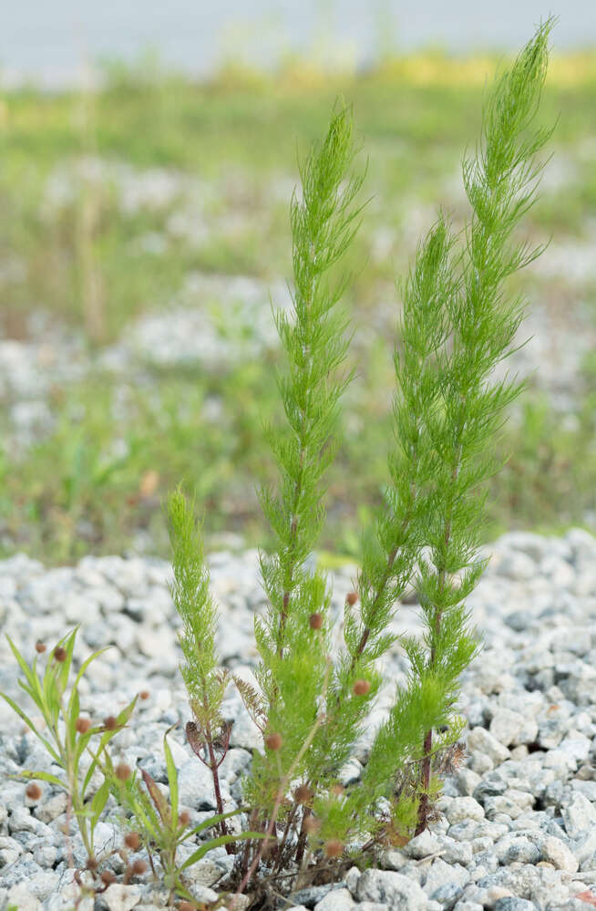 Eupatorium capillifolium (Lam.) Small的圖片