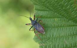 Plancia ëd Rhynocoris annulatus (Linnaeus 1758)