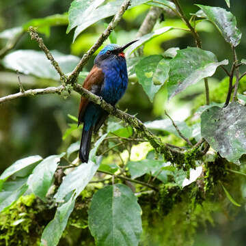 Image of Blue-headed Bee-eater