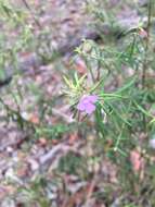 Image of Westringia eremicola A. Cunn. ex Benth.