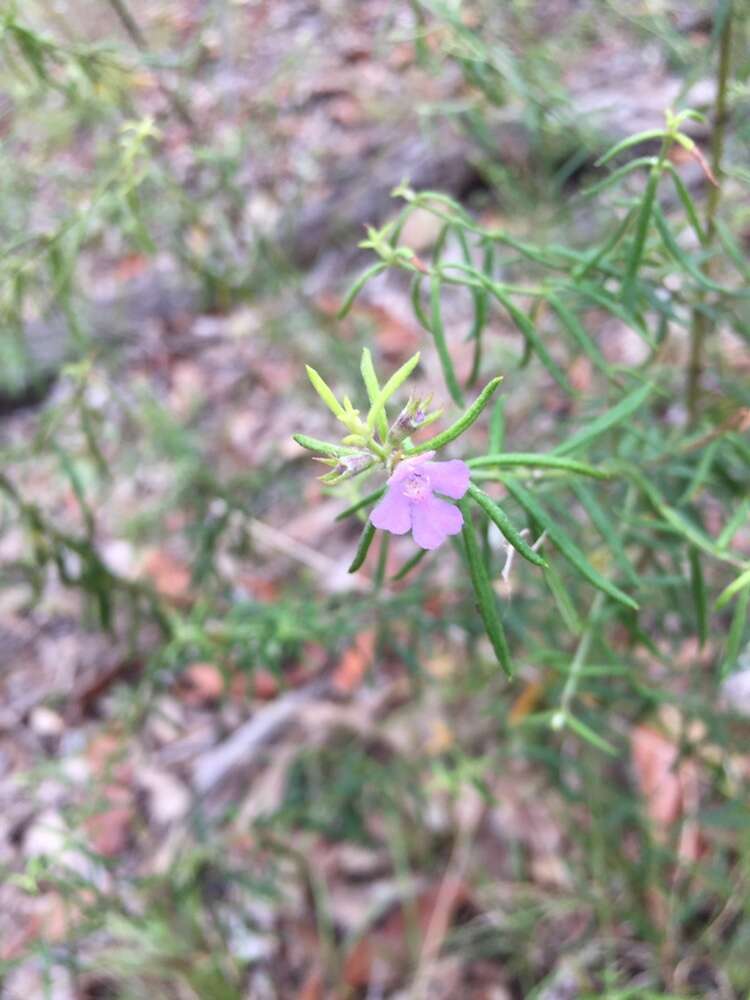 Image of Westringia eremicola A. Cunn. ex Benth.