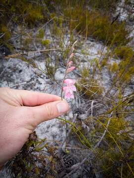 Image of Gladiolus brevifolius Jacq.